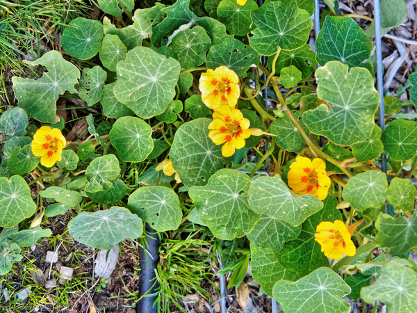 https://lemis.nyc3.digitaloceanspaces.com/grog/Photos/20160515/small/Tropaeolum-1.jpeg