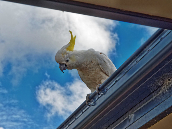 https://lemis.nyc3.digitaloceanspaces.com/grog/Photos/20161031/small/Cockatoo-10.jpeg