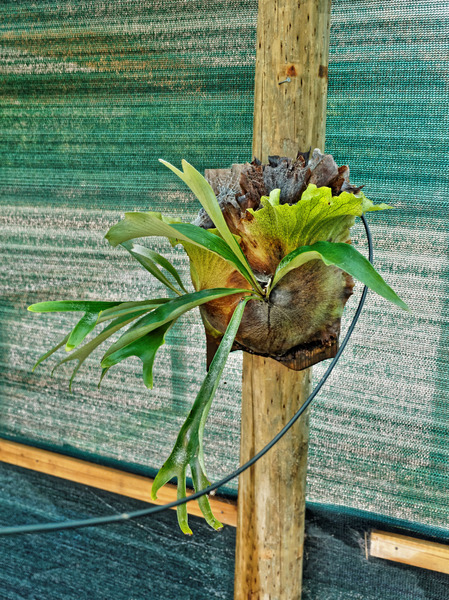 https://lemis.nyc3.digitaloceanspaces.com/grog/Photos/20170216/small/Staghorn-fern.jpeg