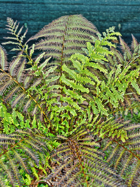 https://lemis.nyc3.digitaloceanspaces.com/grog/Photos/20170216/small/Tree-fern-2.jpeg