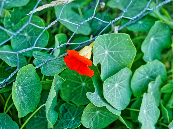 https://lemis.nyc3.digitaloceanspaces.com/grog/Photos/20170225/small/Tropaeolum-2.jpeg