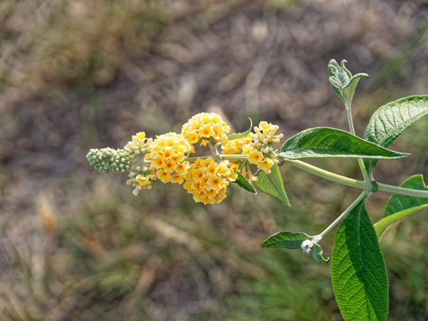 https://lemis.nyc3.digitaloceanspaces.com/grog/Photos/20170228/small/Buddleja-2.jpeg