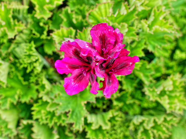 https://lemis.nyc3.digitaloceanspaces.com/grog/Photos/20170415/small/Pelargonium-2.jpeg
