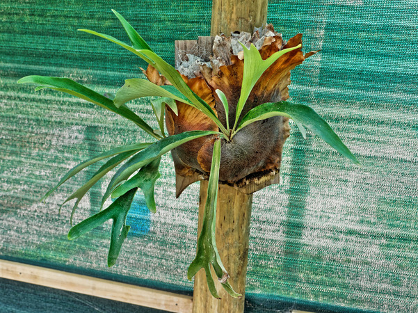 https://lemis.nyc3.digitaloceanspaces.com/grog/Photos/20170415/small/Staghorn-fern-11.jpeg