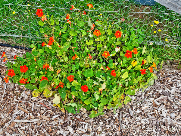 https://lemis.nyc3.digitaloceanspaces.com/grog/Photos/20170415/small/Tropaeolum.jpeg