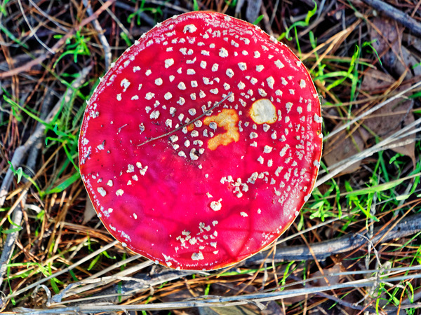 https://lemis.nyc3.digitaloceanspaces.com/grog/Photos/20170510/small/Amanita-muscaria-1.jpeg