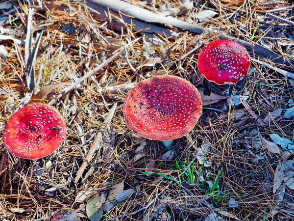 https://lemis.nyc3.digitaloceanspaces.com/grog/Photos/20170510/small/Amanita-muscaria-2.jpeg
