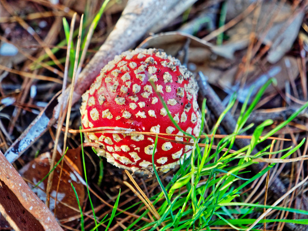 https://lemis.nyc3.digitaloceanspaces.com/grog/Photos/20170510/small/Amanita-muscaria-4.jpeg