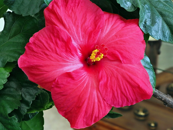 https://lemis.nyc3.digitaloceanspaces.com/grog/Photos/20170513/small/Hibiscus-2.jpeg