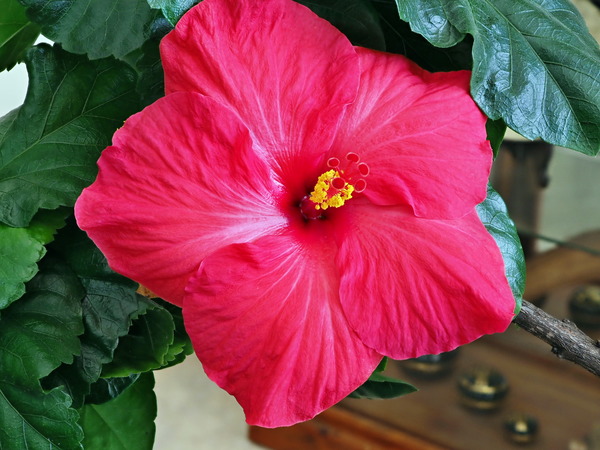 https://lemis.nyc3.digitaloceanspaces.com/grog/Photos/20170513/small/Hibiscus-3.jpeg