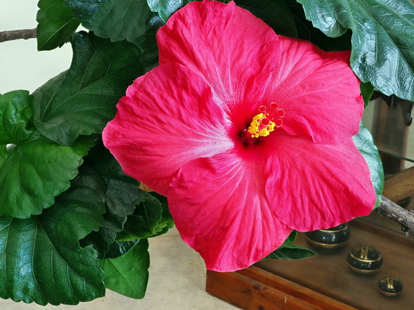 https://lemis.nyc3.digitaloceanspaces.com/grog/Photos/20170513/small/Hibiscus-5.jpeg