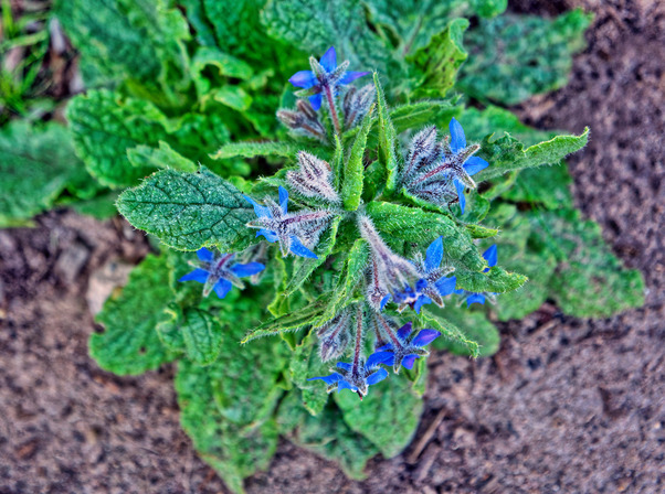 https://lemis.nyc3.digitaloceanspaces.com/grog/Photos/20170516/small/Borage.jpeg
