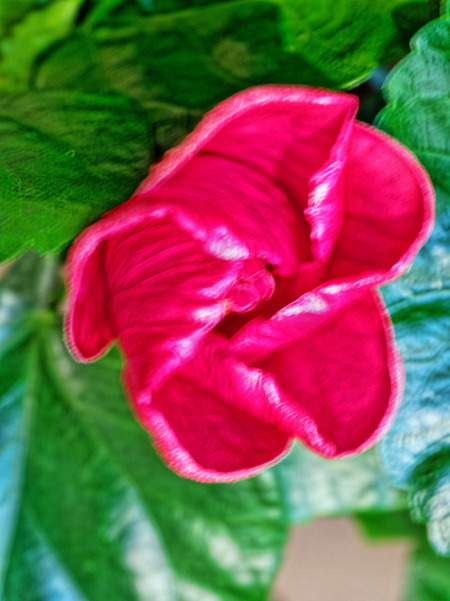 https://lemis.nyc3.digitaloceanspaces.com/grog/Photos/20170516/small/Hibiscus-2.jpeg