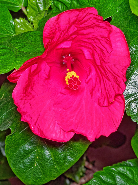 https://lemis.nyc3.digitaloceanspaces.com/grog/Photos/20170516/small/Hibiscus-7.jpeg