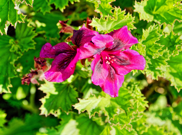 https://lemis.nyc3.digitaloceanspaces.com/grog/Photos/20170516/small/Pelargonium-2.jpeg