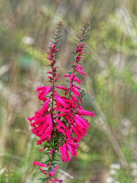 https://lemis.nyc3.digitaloceanspaces.com/grog/Photos/20170518/small/Epacris-impressa-7.jpeg