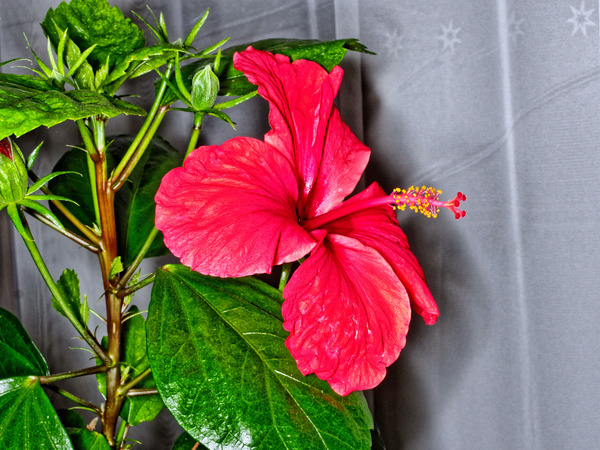 https://lemis.nyc3.digitaloceanspaces.com/grog/Photos/20170521/small/Hibiscus-1.jpeg