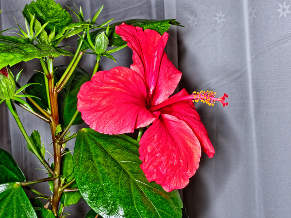 https://lemis.nyc3.digitaloceanspaces.com/grog/Photos/20170521/small/Hibiscus-2.jpeg