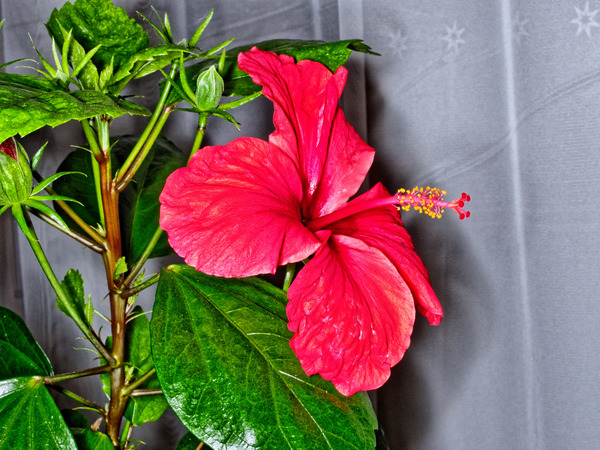 https://lemis.nyc3.digitaloceanspaces.com/grog/Photos/20170521/small/Hibiscus-3.jpeg