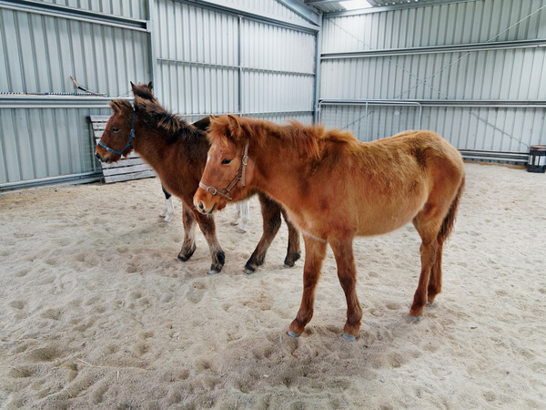 https://lemis.nyc3.digitaloceanspaces.com/grog/Photos/20170528/small/Horses-33.jpeg