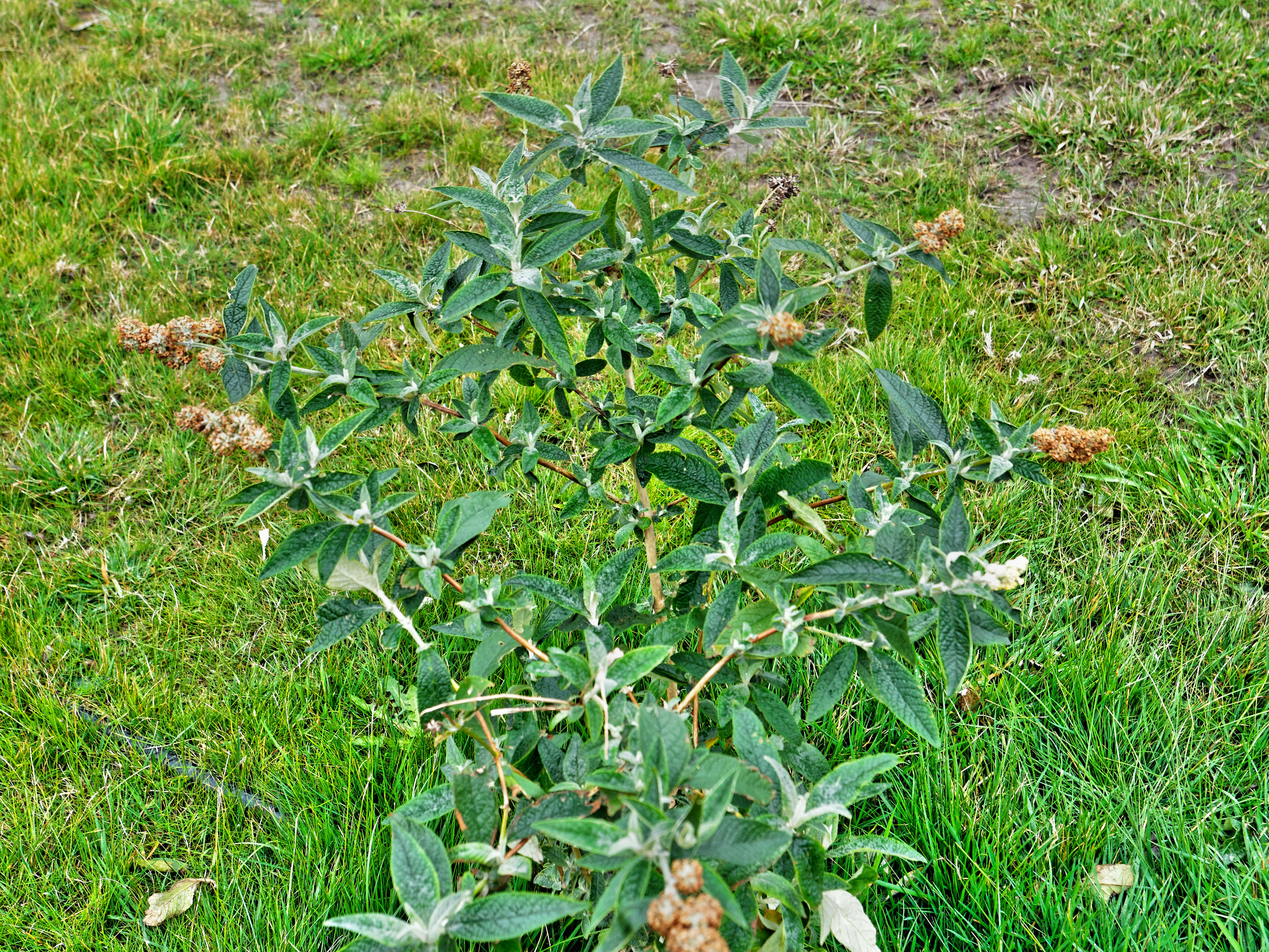 https://lemis.nyc3.digitaloceanspaces.com/grog/Photos/20170815/big/Buddleja-1.jpeg