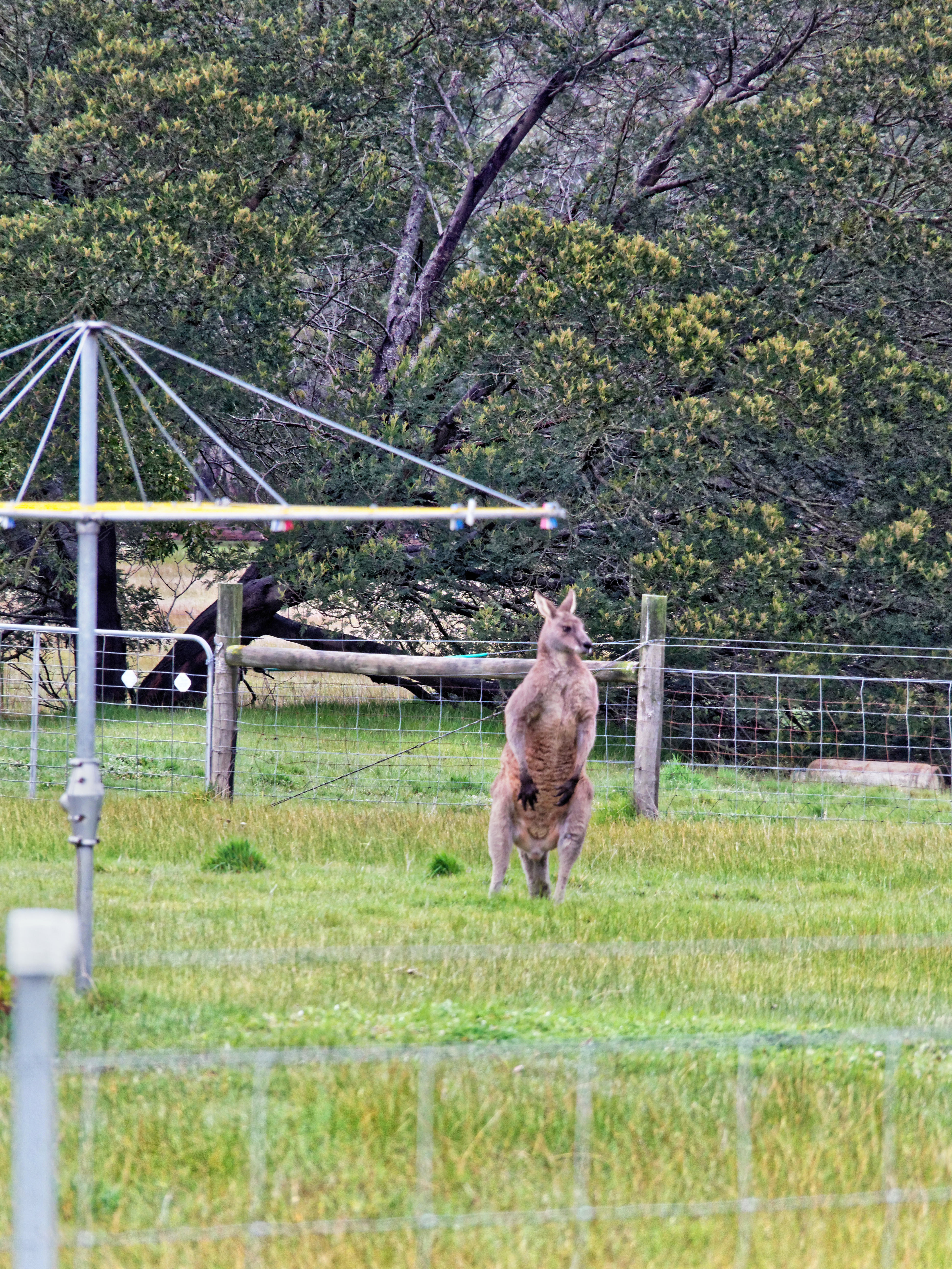 https://lemis.nyc3.digitaloceanspaces.com/grog/Photos/20170906/big/Kangaroo-6.jpeg