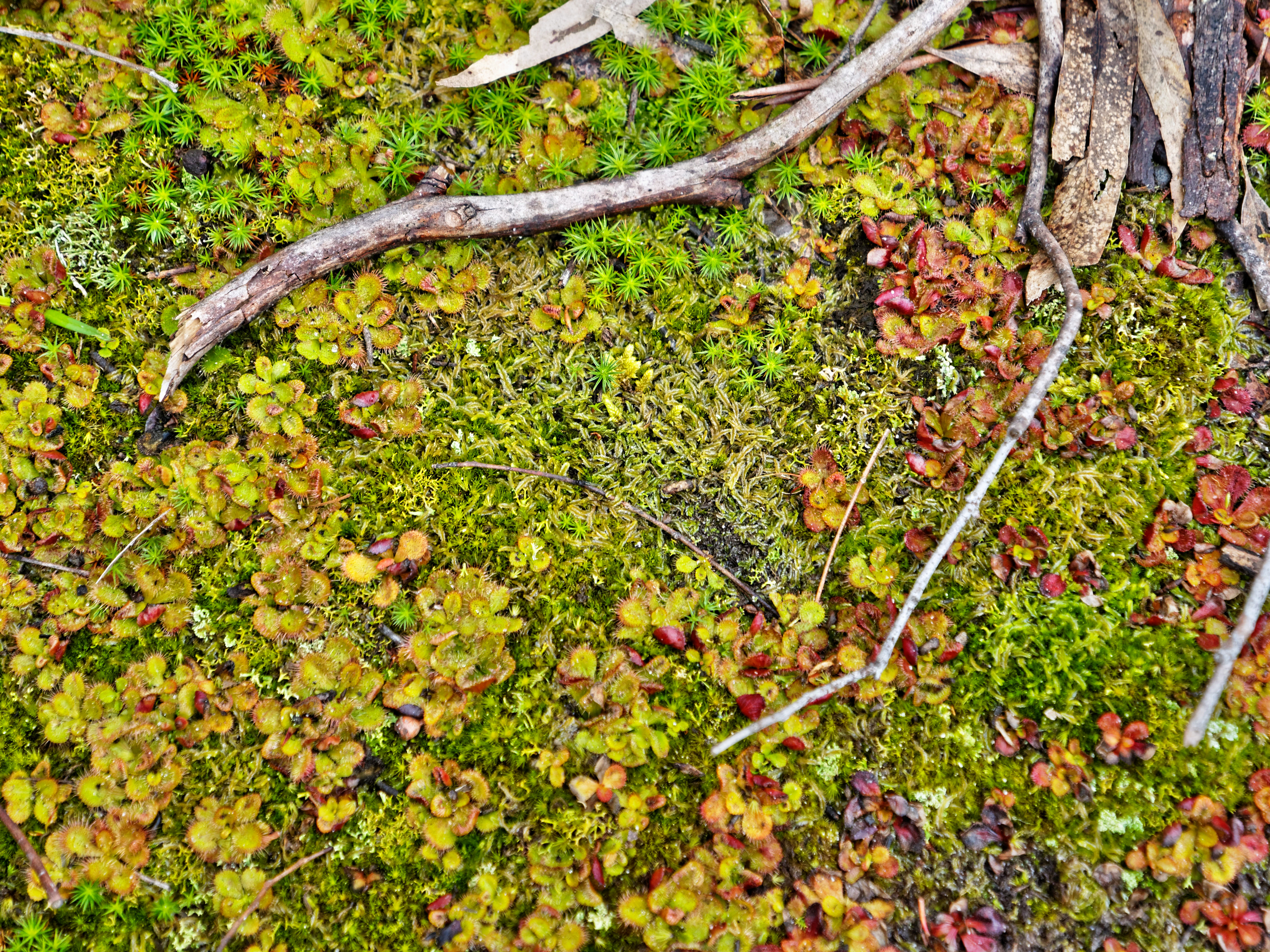 https://lemis.nyc3.digitaloceanspaces.com/grog/Photos/20170912/big/Drosera-1.jpeg