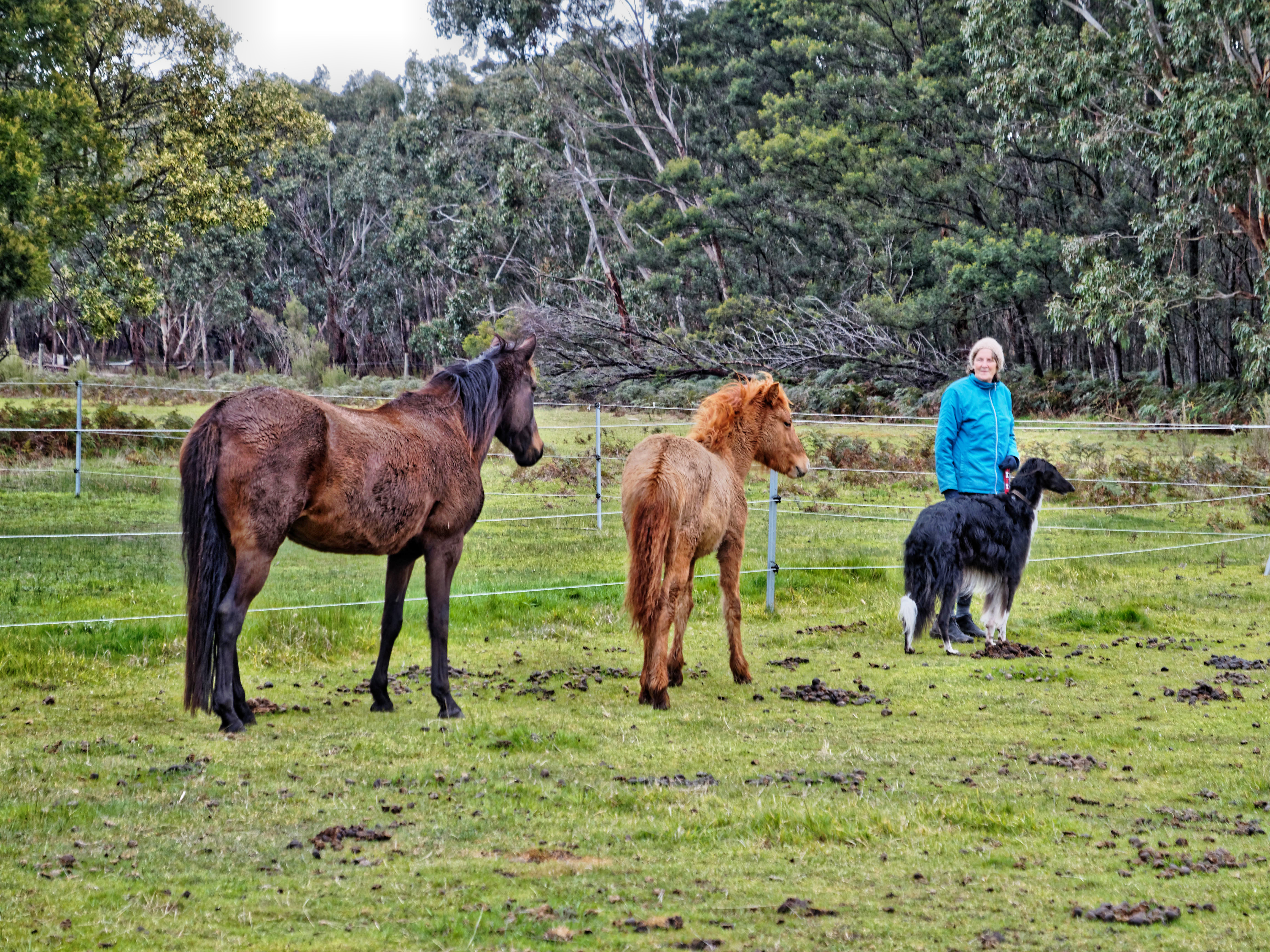 https://lemis.nyc3.digitaloceanspaces.com/grog/Photos/20170912/big/Yvonne-Leonid-horses.jpeg