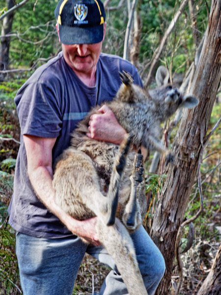 https://lemis.nyc3.digitaloceanspaces.com/grog/Photos/20171004/small/Kangaroo-rescue-35.jpeg