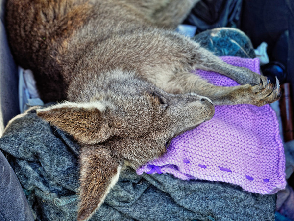 https://lemis.nyc3.digitaloceanspaces.com/grog/Photos/20171004/small/Kangaroo-rescue-43.jpeg