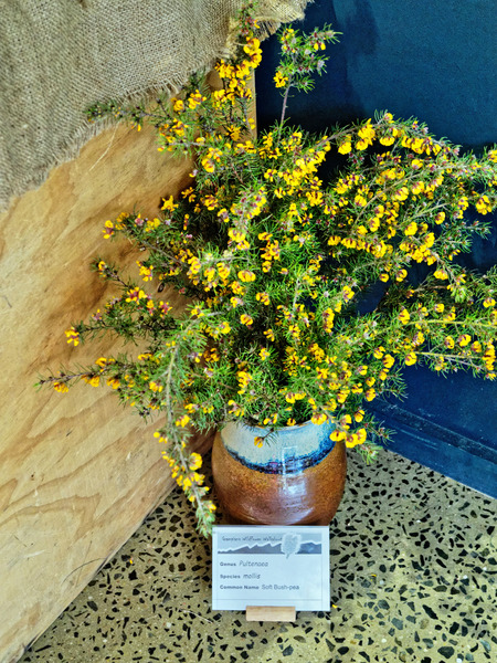 https://lemis.nyc3.digitaloceanspaces.com/grog/Photos/20171007/small/Pultenaea-mollis-2.jpeg
