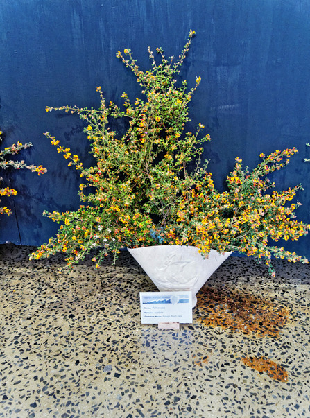 https://lemis.nyc3.digitaloceanspaces.com/grog/Photos/20171007/small/Pultenaea-scabra-3.jpeg
