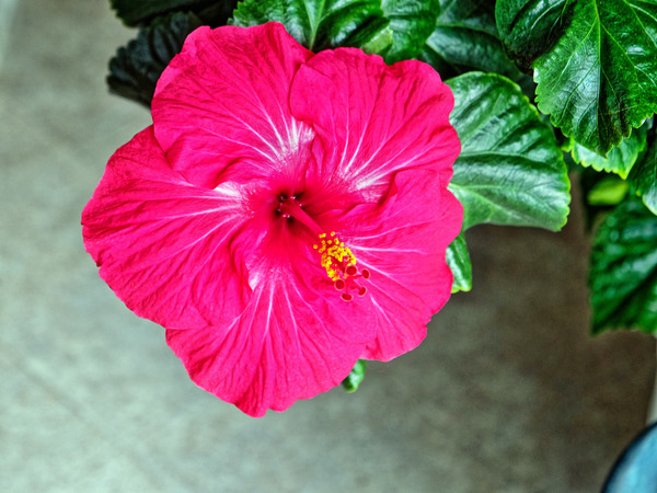 https://lemis.nyc3.digitaloceanspaces.com/grog/Photos/20171008/small/Hibiscus-rosa-sinensis.jpeg