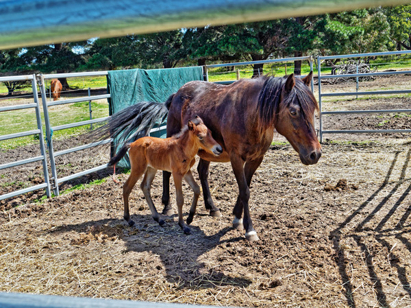 https://lemis.nyc3.digitaloceanspaces.com/grog/Photos/20171016/small/Sidi-with-foal-3.jpeg