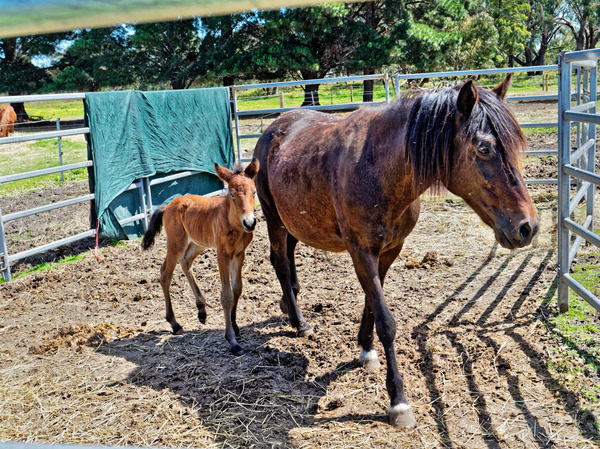 https://lemis.nyc3.digitaloceanspaces.com/grog/Photos/20171016/small/Sidi-with-foal-4.jpeg