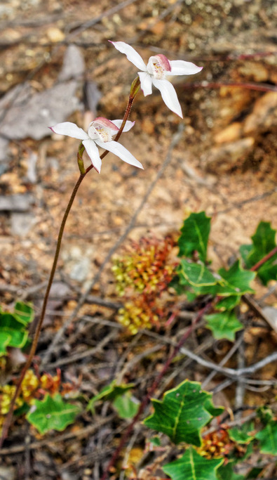 https://lemis.nyc3.digitaloceanspaces.com/grog/Photos/20171021/small/Caladenia-gracilis-2.jpeg