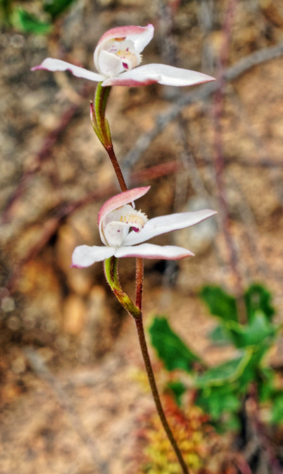 https://lemis.nyc3.digitaloceanspaces.com/grog/Photos/20171021/small/Caladenia-gracilis-6.jpeg