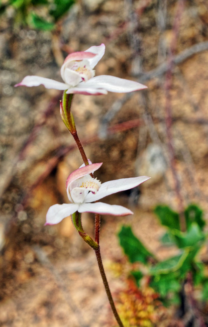 https://lemis.nyc3.digitaloceanspaces.com/grog/Photos/20171021/small/Caladenia-gracilis-8.jpeg