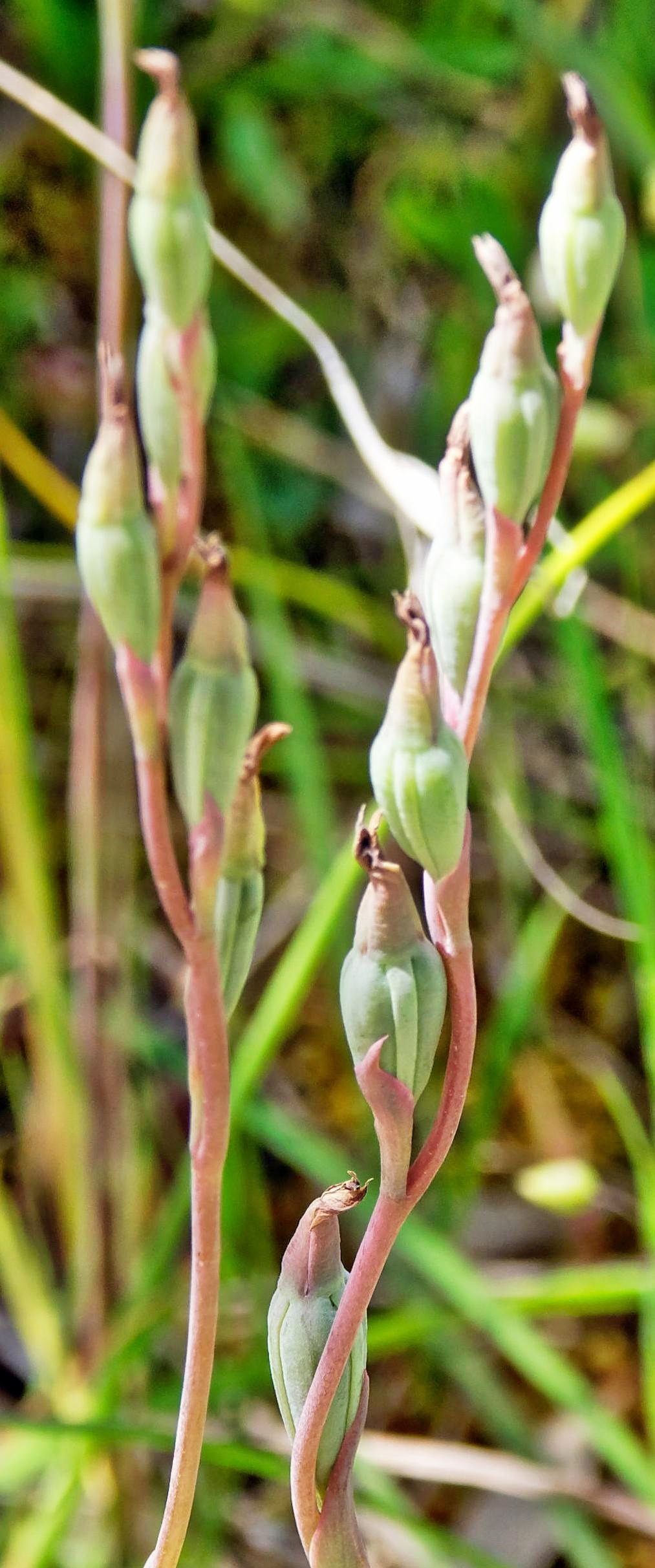 https://lemis.nyc3.digitaloceanspaces.com/grog/Photos/20171117/big/Thelymitra-pauciflora-1-detail.jpeg