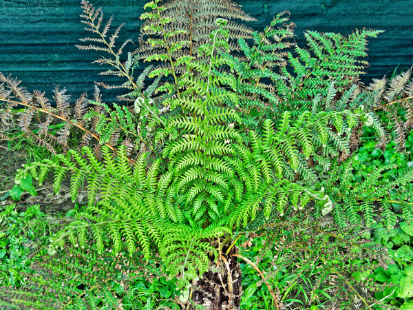 https://lemis.nyc3.digitaloceanspaces.com/grog/Photos/20171118/small/Tree-fern-1.jpeg