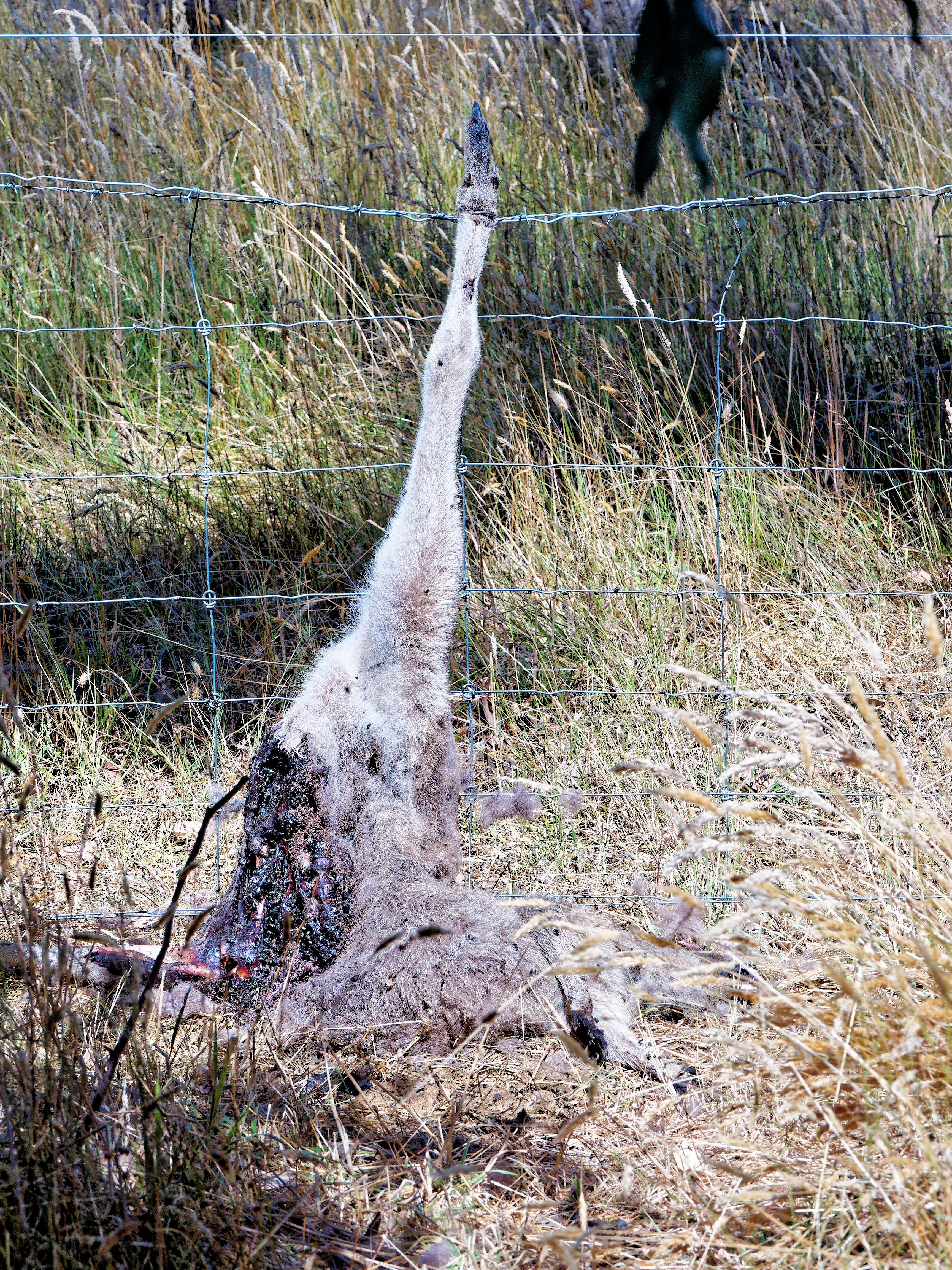 Dead-kangaroo-2.jpeg