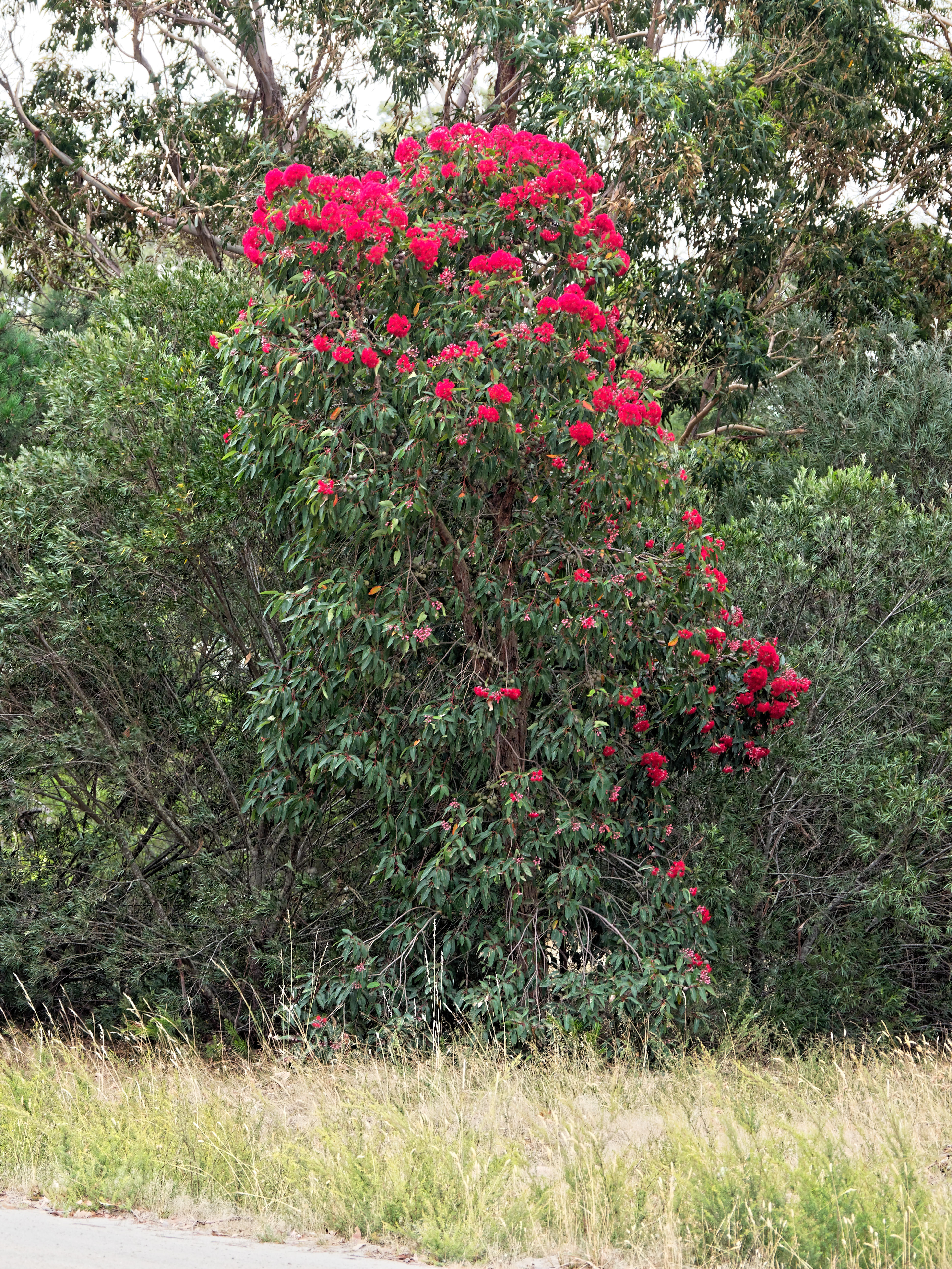 Red-flowering-gum-1.jpeg