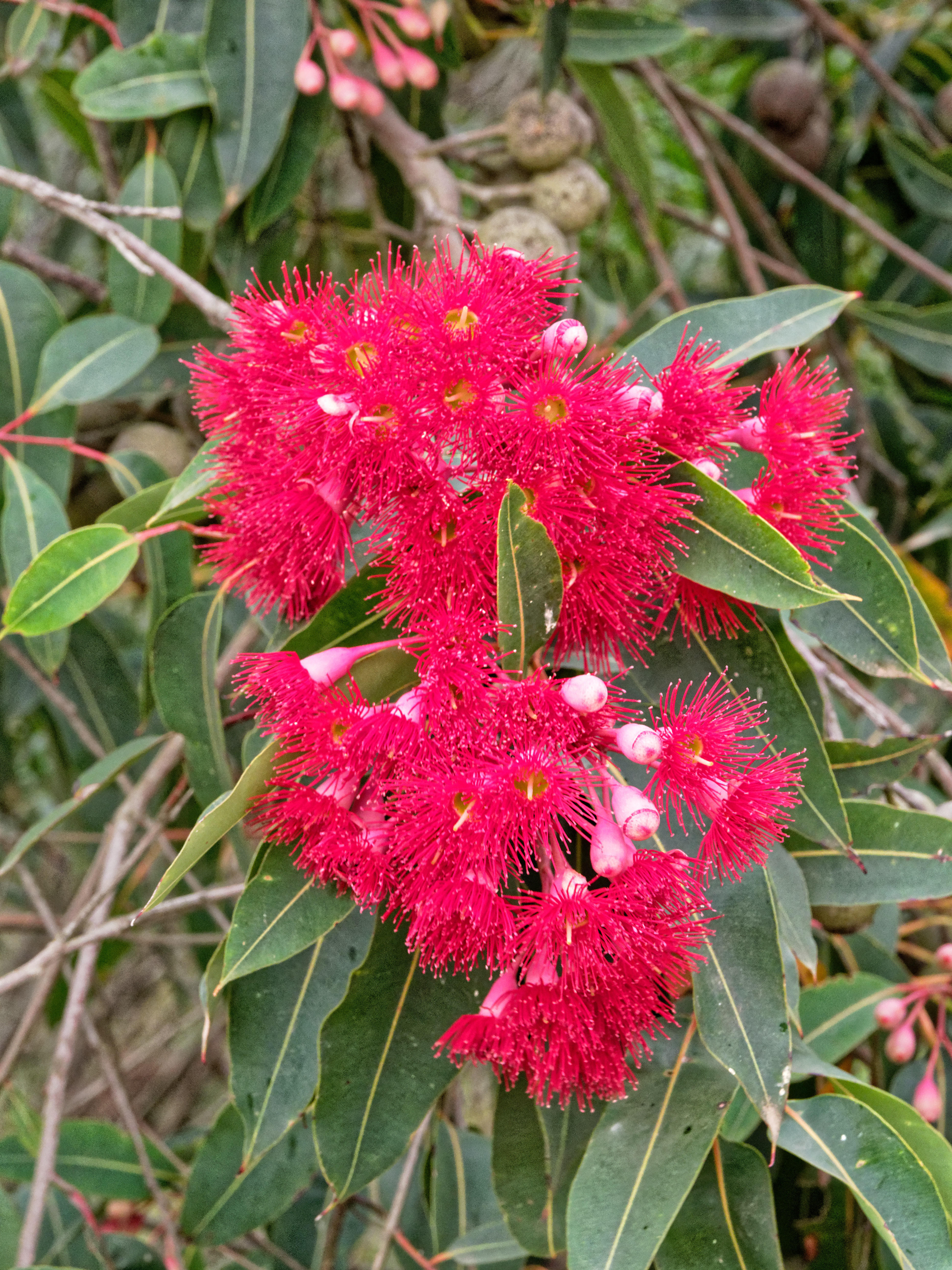 Red-flowering-gum-4.jpeg