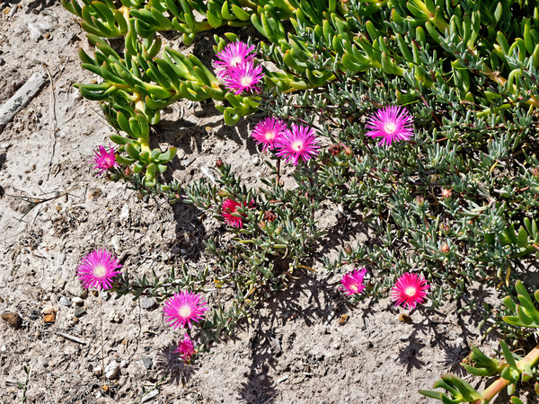 https://lemis.nyc3.digitaloceanspaces.com/grog/Photos/20180216/small/Carpobrotus.jpeg