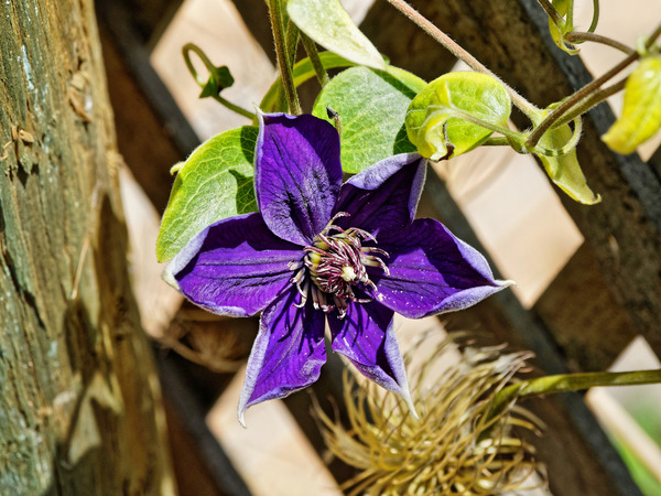 https://lemis.nyc3.digitaloceanspaces.com/grog/Photos/20180216/small/Clematis-1.jpeg