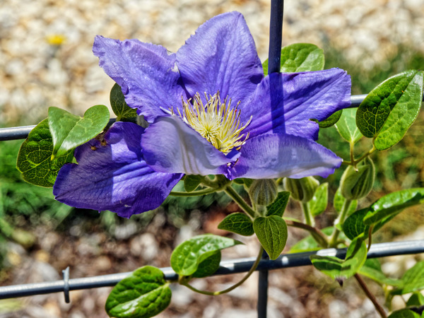 https://lemis.nyc3.digitaloceanspaces.com/grog/Photos/20180216/small/Clematis-4.jpeg