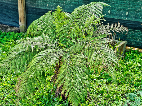 https://lemis.nyc3.digitaloceanspaces.com/grog/Photos/20180216/small/Tree-fern-1.jpeg