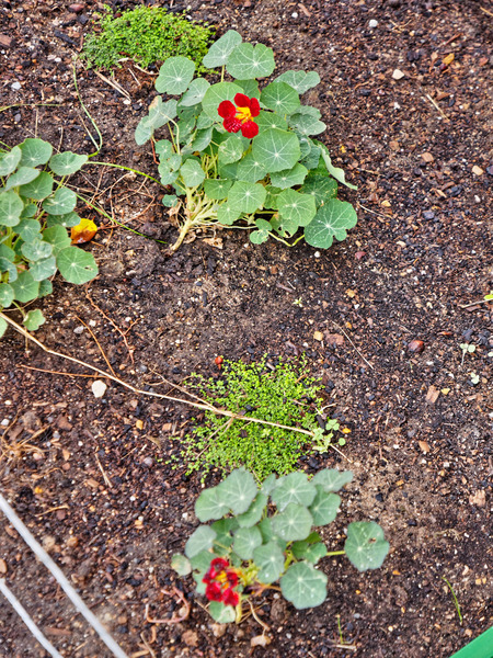 https://lemis.nyc3.digitaloceanspaces.com/grog/Photos/20180224/small/Tropaeolum-2.jpeg