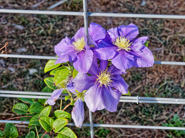 https://lemis.nyc3.digitaloceanspaces.com/grog/Photos/20180304/small/Clematis-2.jpeg