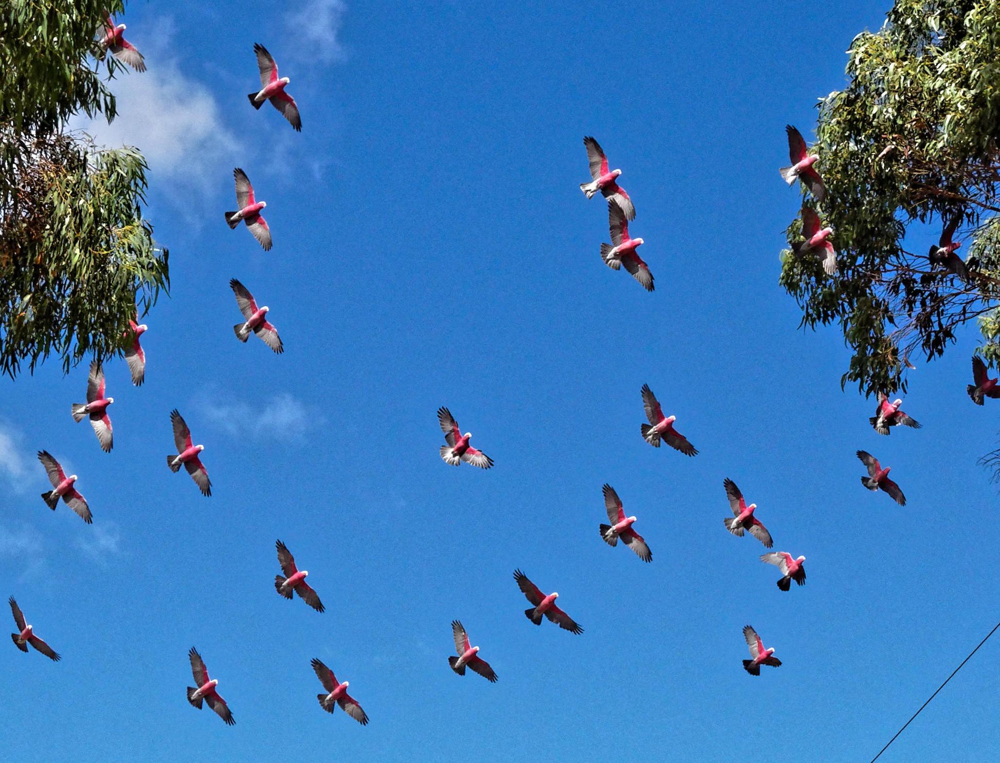 https://lemis.nyc3.digitaloceanspaces.com/grog/Photos/20180318/big/Galahs-1-detail.jpeg